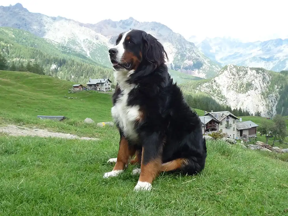 bernese shepherd dog sitting