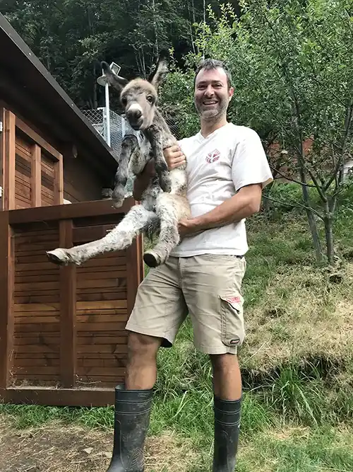 affectionate puppy donkey