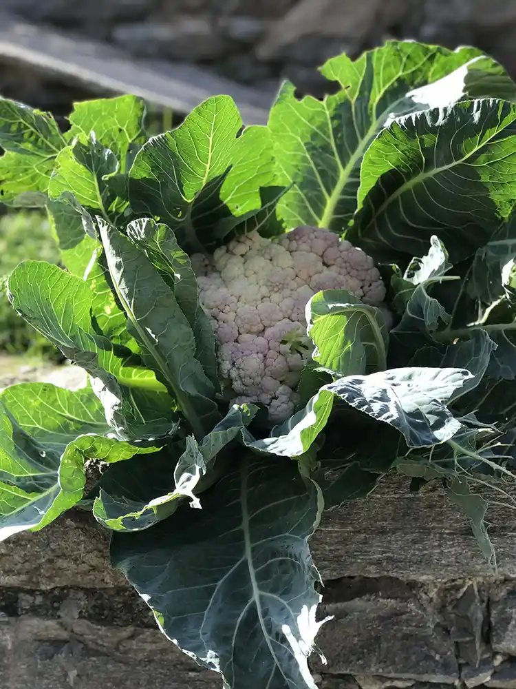 ripe cauliflower in the garden of our farm