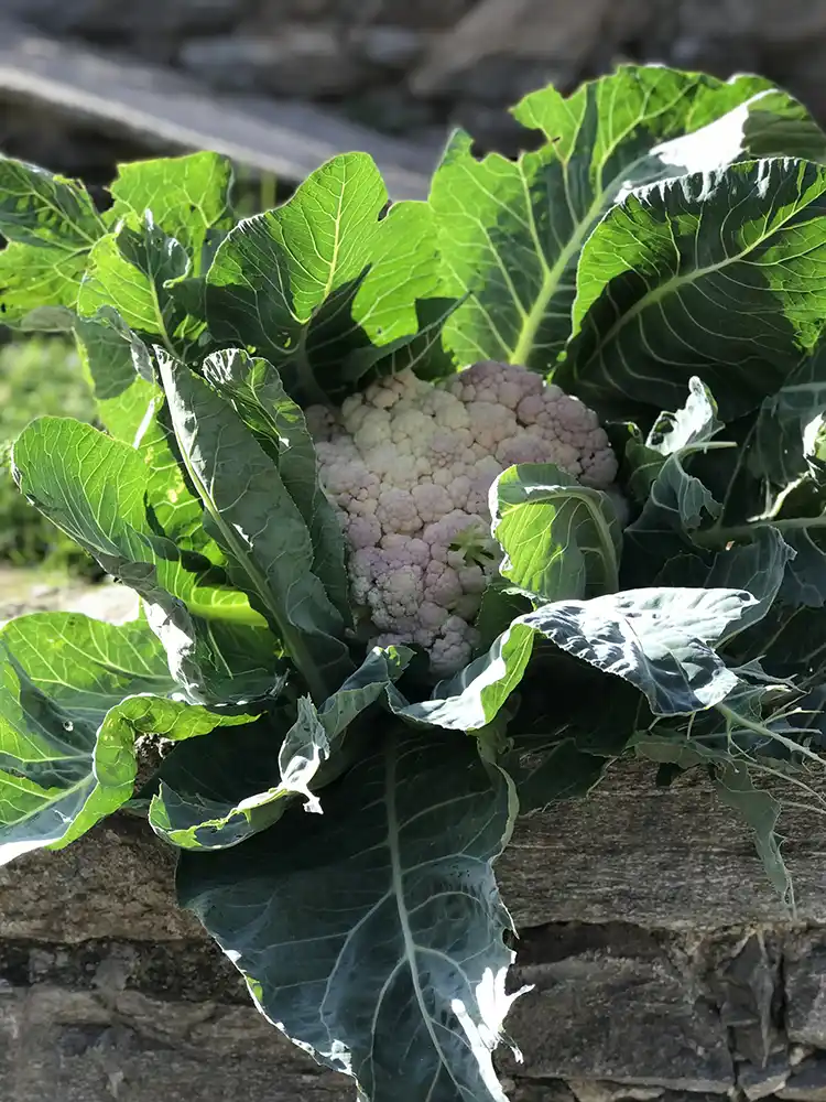 cavolfiore maturo nell'orto della nostra azienda agricola