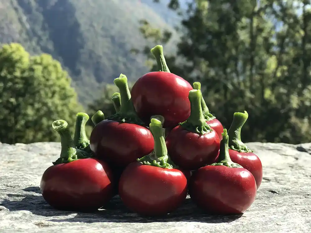 piments cultivés sur notre ferme