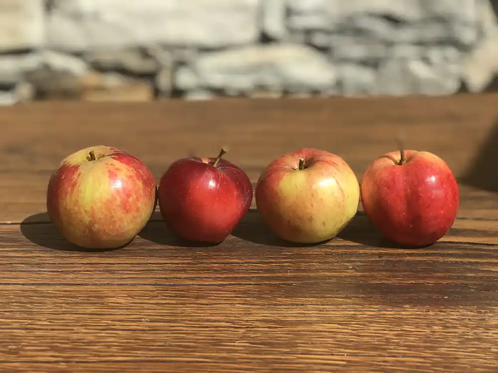nos pommes mûres sur la table