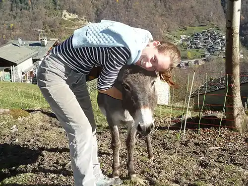 l'âne se fait câliner