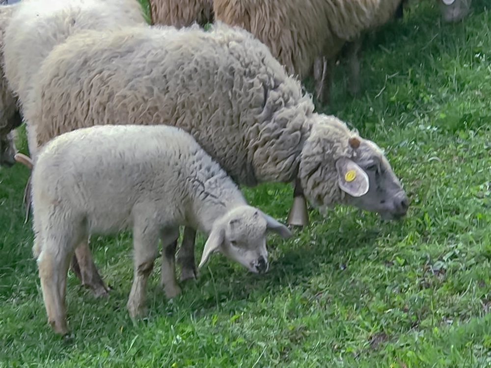 sheep and lamb graze