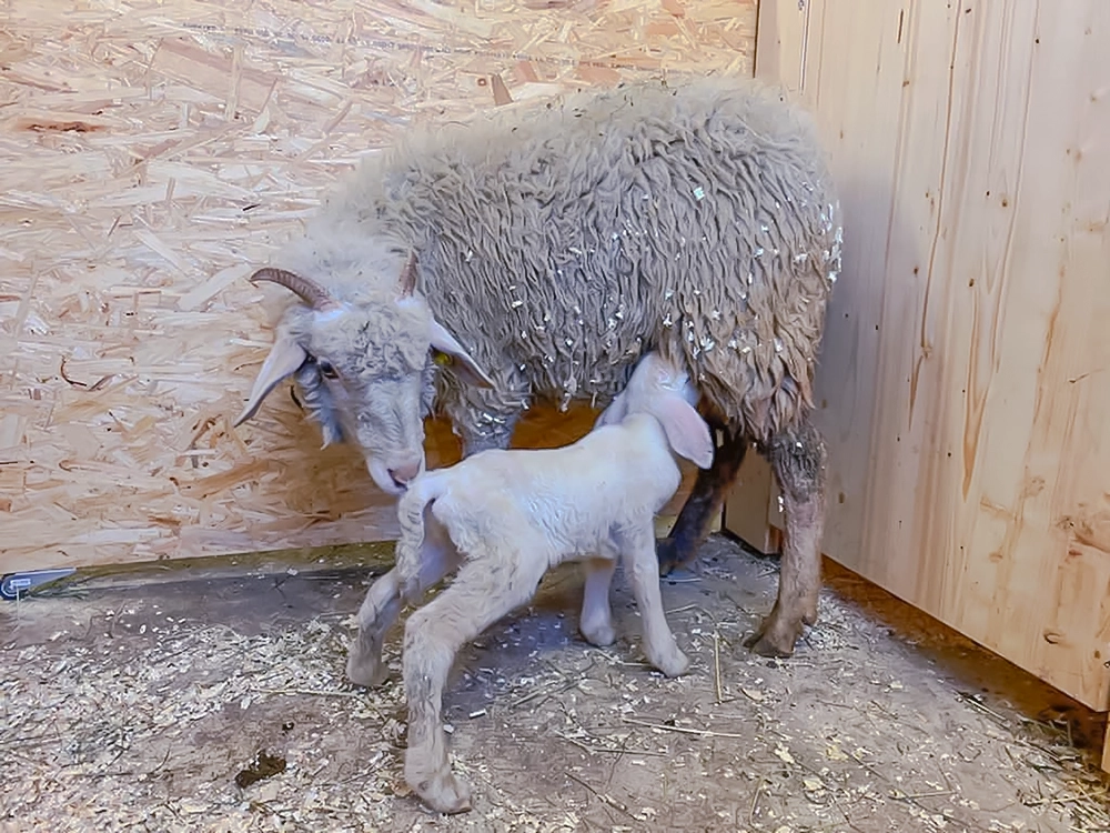 Schaf und Lamm im Stall