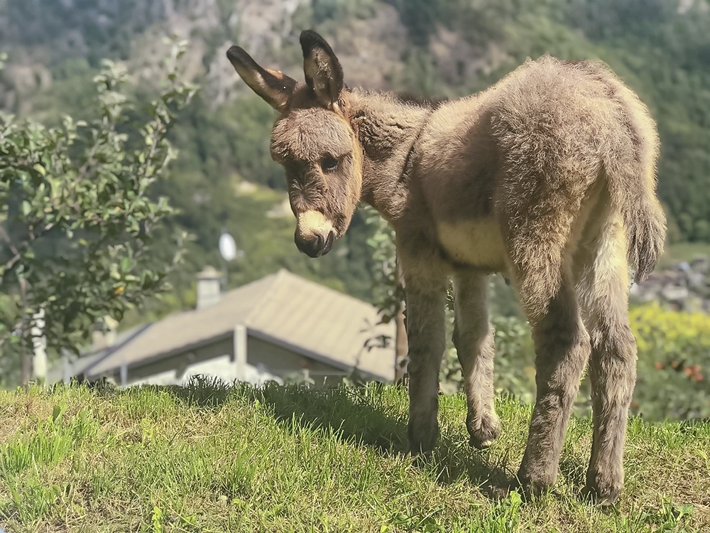 donkey close-up