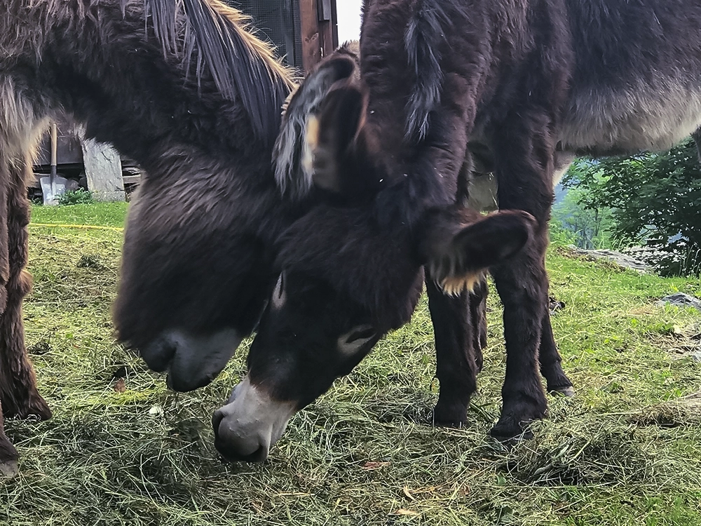 âne posant dans le pré