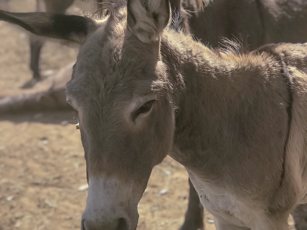 donkeys graze happily