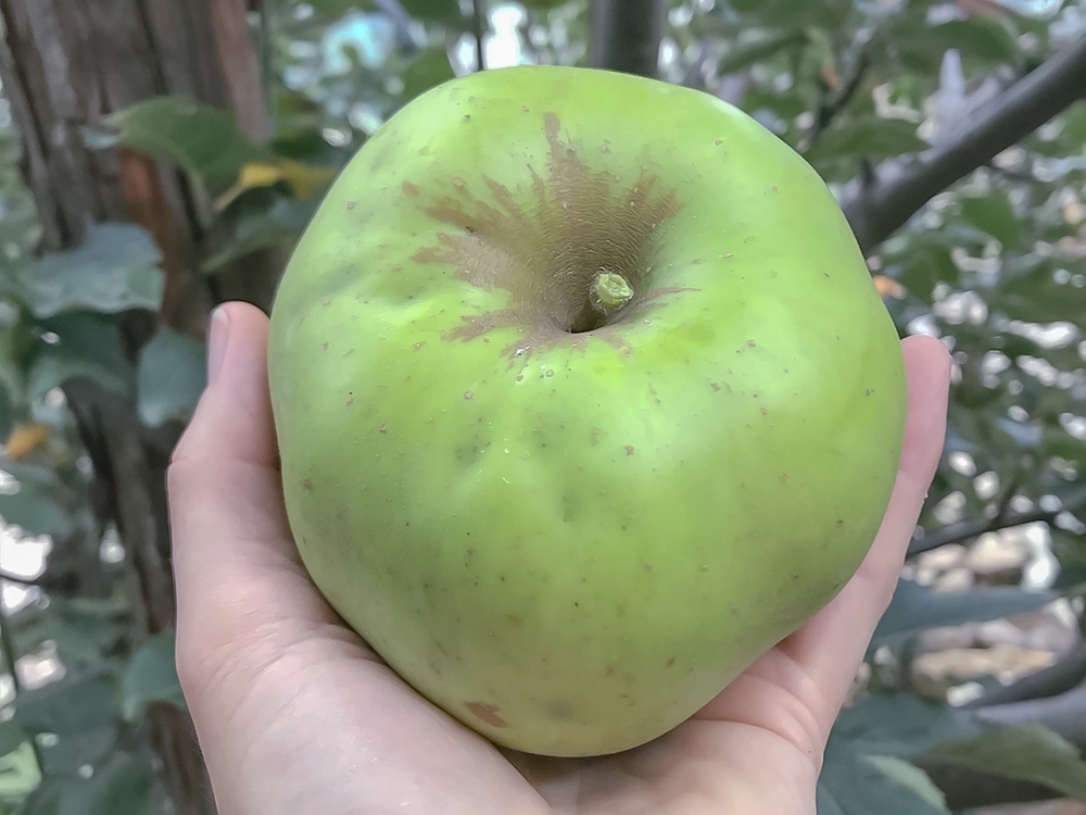 green apple from our farm
