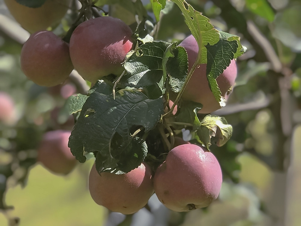 Reife rote Äpfel auf dem Ast