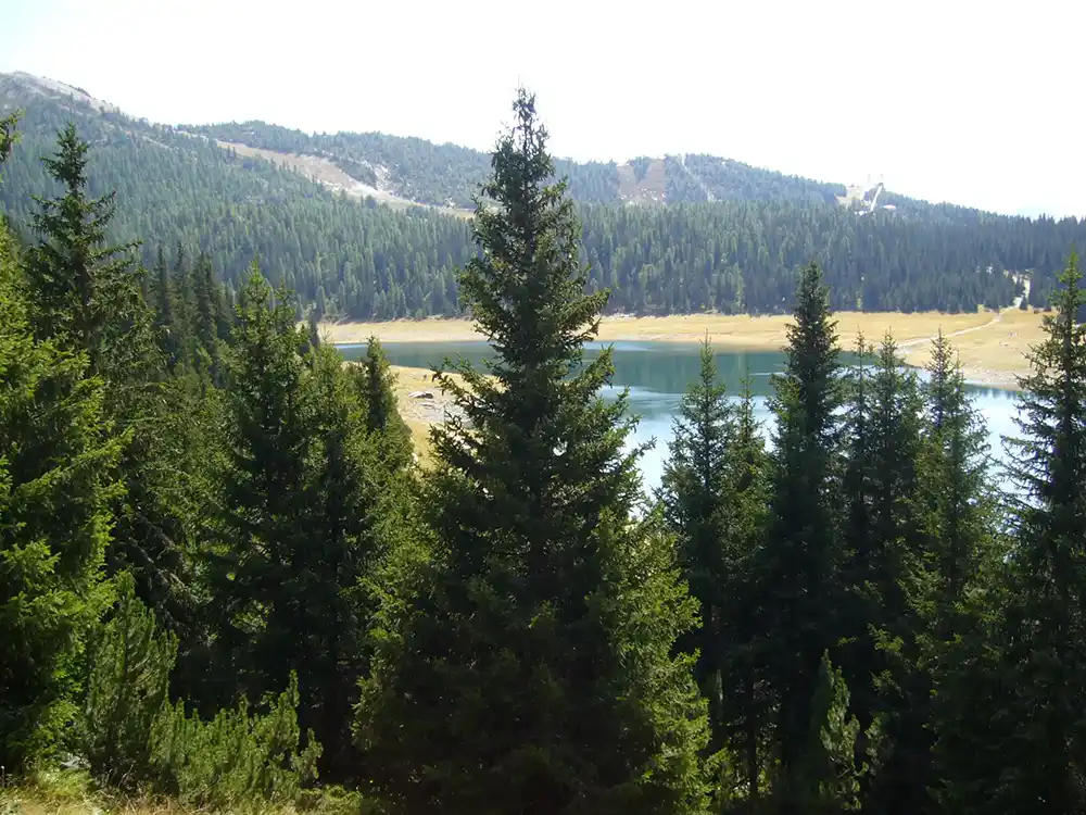 pond among the fir trees