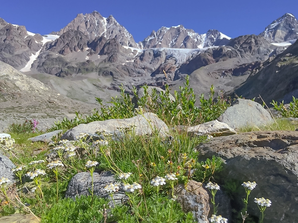 Pfad zum Fellaria-Gletscher mit Blumen im Sommer